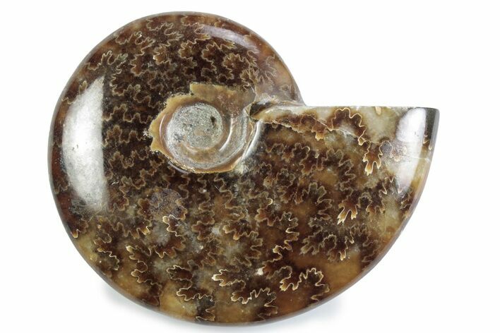 Polished Ammonite (Cleoniceras) Fossil - Madagascar #364970